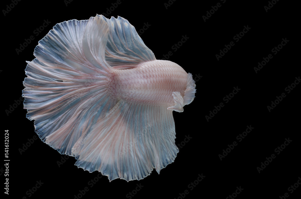 Betta fish,Siamese fighting fish in movement isolated on black background. Betta fish,Siamese fighting fish in movement isolated on black background.