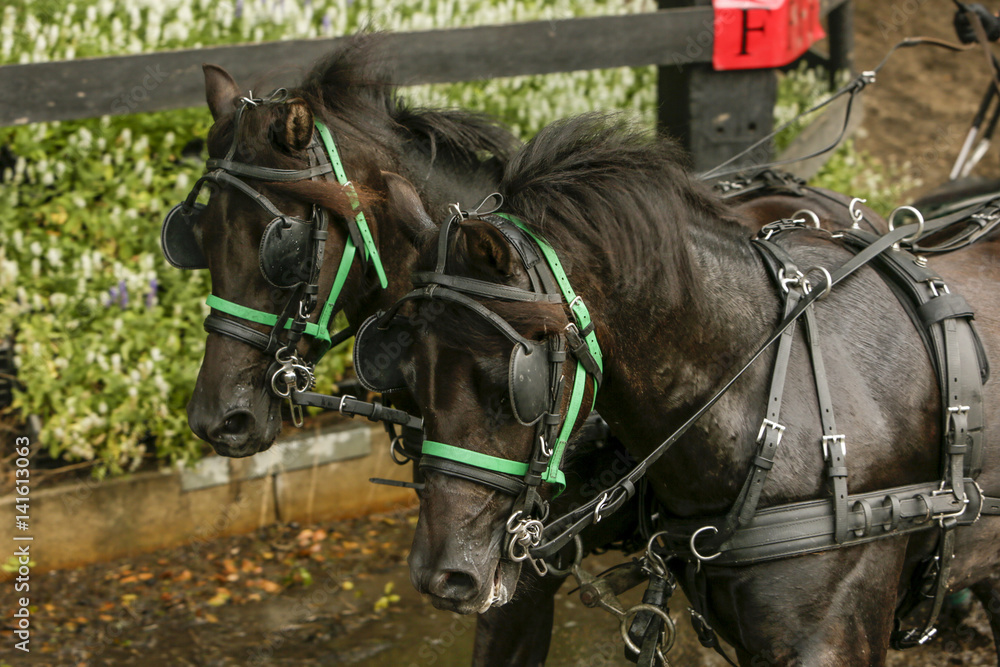 Obraz premium Two horses during a marathon