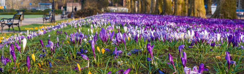 Crocuses blooming in color in a city park in Szczecin, Poland Crocuses blooming in color in a city park in Szczecin, Poland