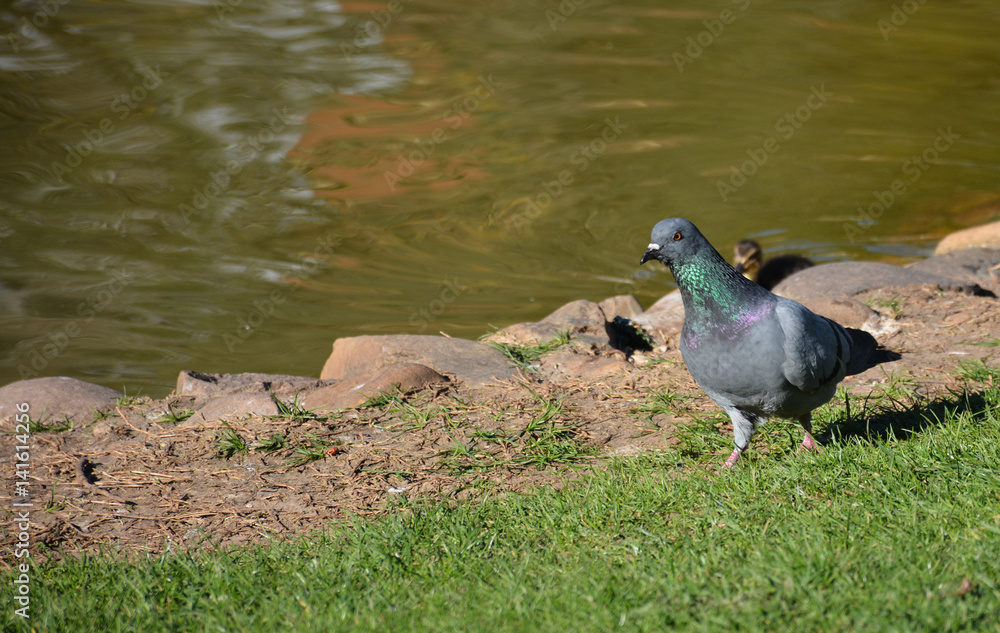 Obraz premium Palomas