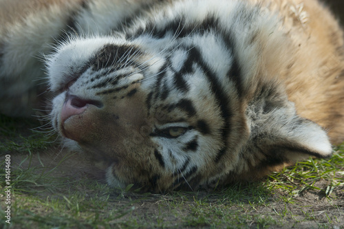 Tiger lies on its side