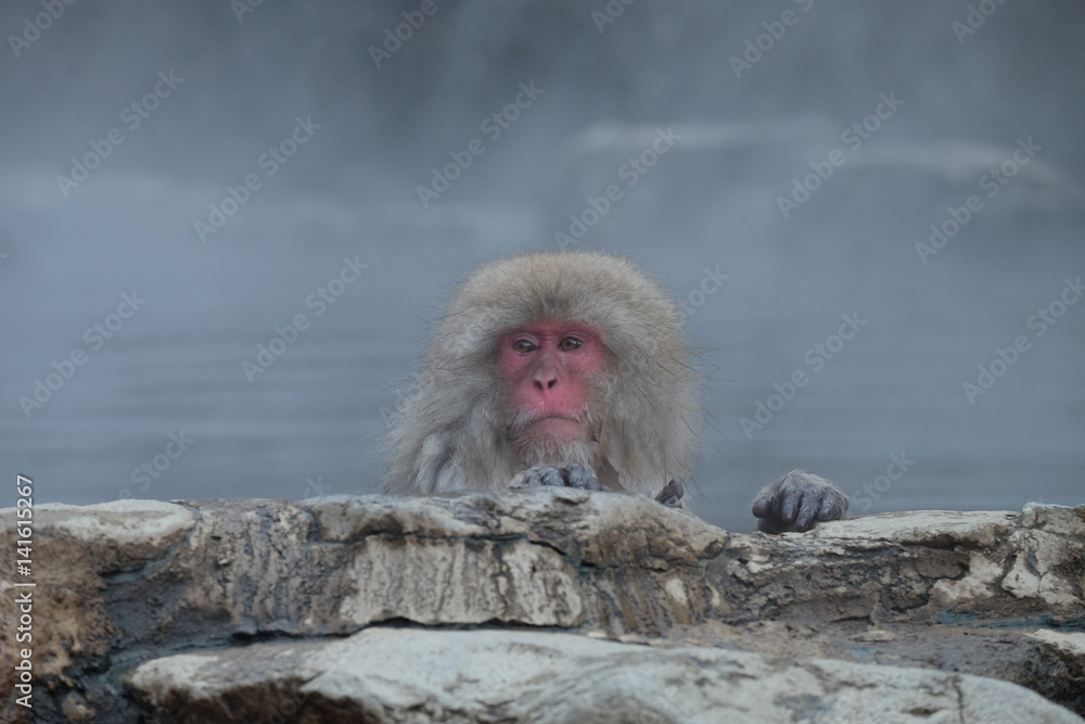 Naklejka premium 温泉と猿 地獄谷野猿公苑にて