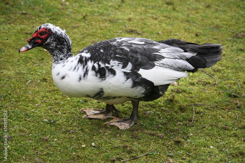 Cairina moschata