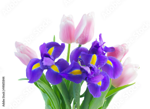 Posy of blue irises and pik tulips close up isolated on white background