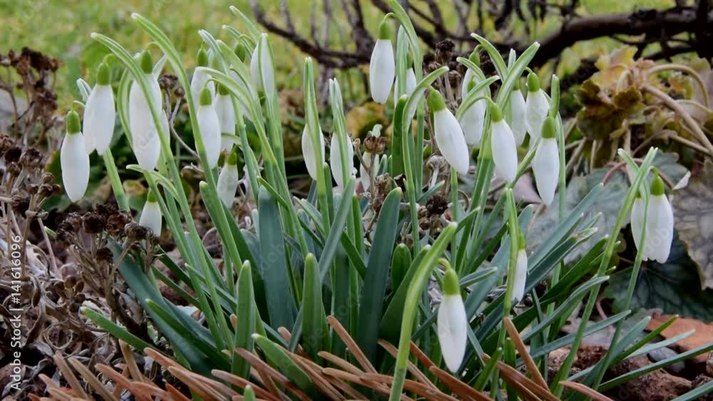 Die Blüten der Schneeglöckchen sind noch nicht ganz offen (Nahaufnahme) Die Blüten der Schneeglöckchen sind noch nicht ganz offen (Nahaufnahme)
