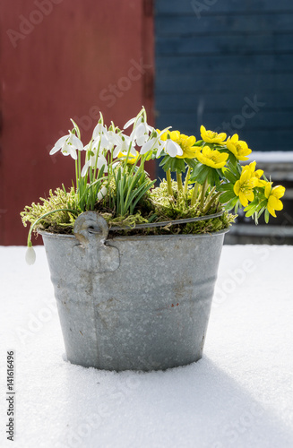 The first signs of spring. Winter aconite and snowdrops