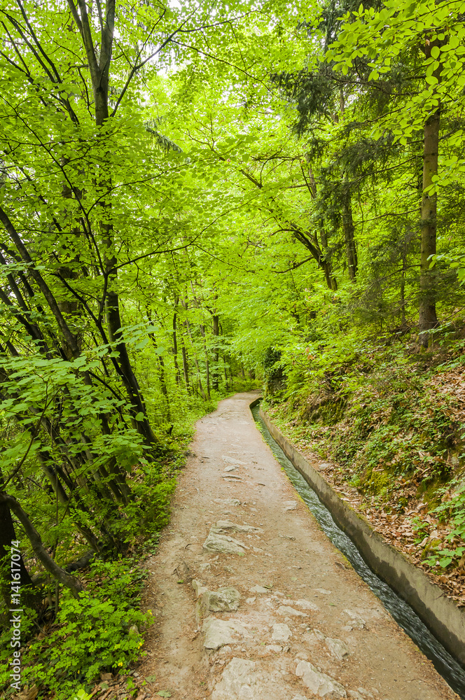 Obraz premium Marling, Marlinger Waalweg, Waalweg, Wald, Waldweg, Wanderweg, Wanderferien, Frühling, Vinschgau, Algund, Südtirol, Italien