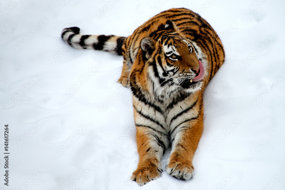 Obraz premium Amur tiger licking his lips