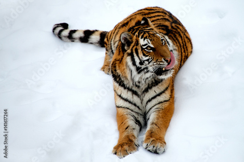 Amur tiger licking his lips