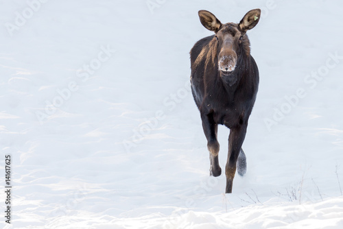 Moose on the run 
