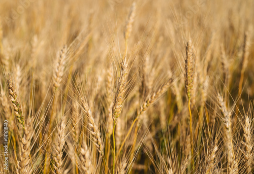 Sunny wheat field. Rurual landscape © ianachyrva