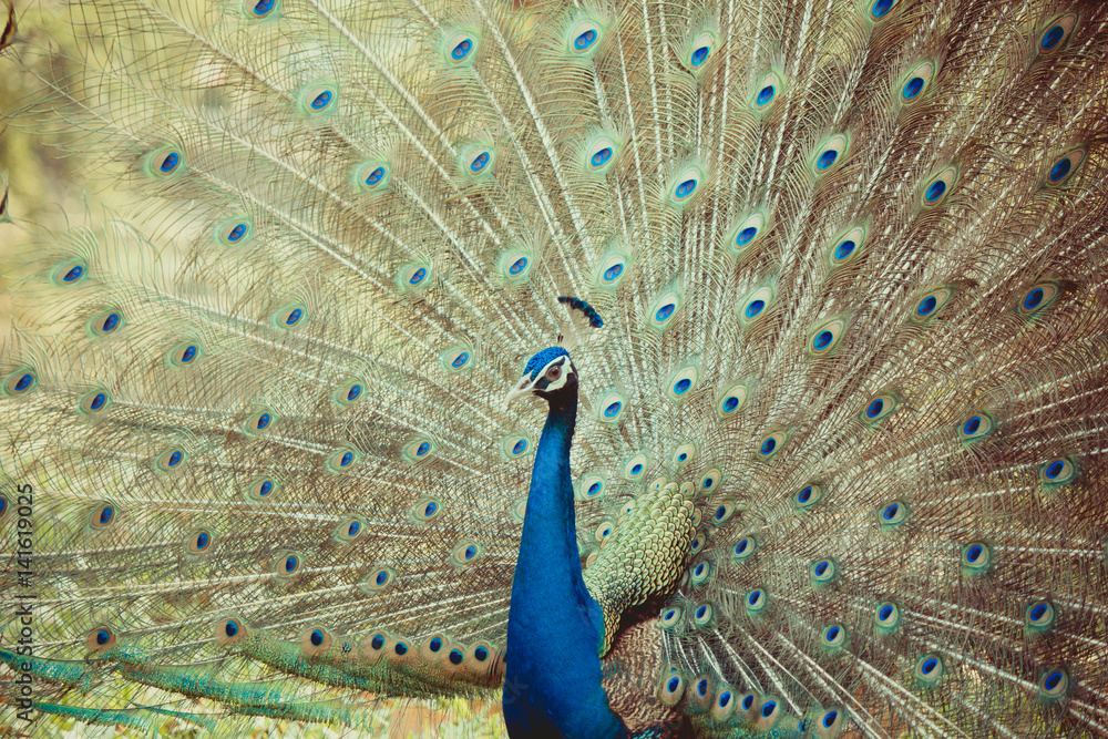 Fototapeta premium Portrait of beautiful peacocks are spread tail-feathers.