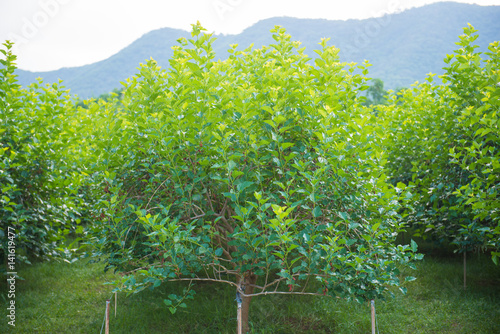 Fotografía ripe mulberry on tree in garden