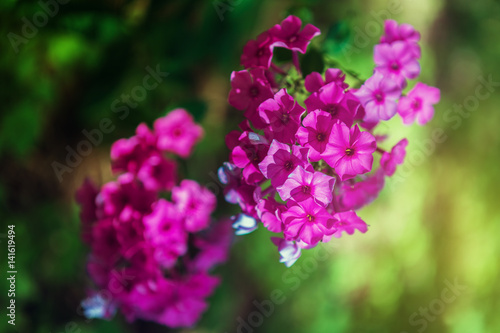Phlox is a perennial blooming herbaceous plant. Pink phlox flowers in the garden, lit by the sun