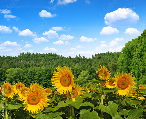 Fototapeta Naklejka Na Ścianę i Meble -  Spring landscape with blooming sunflower on the field.