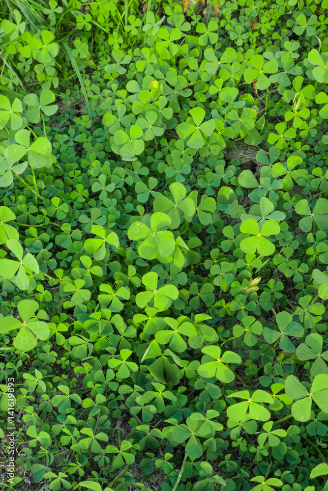 green leaves of marsilea crenata. green leaves of marsilea crenata.