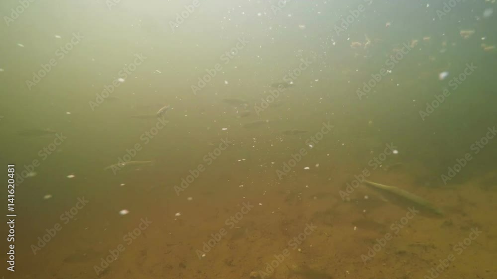Fish Under Water. Small fish swims in the river. Underwater shooting. Muddy water. Fish Under Water. Small fish swims in the river. Underwater shooting. Muddy water.