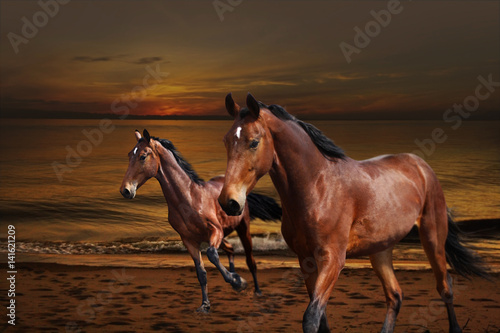 Horses jumping near the water at sunset