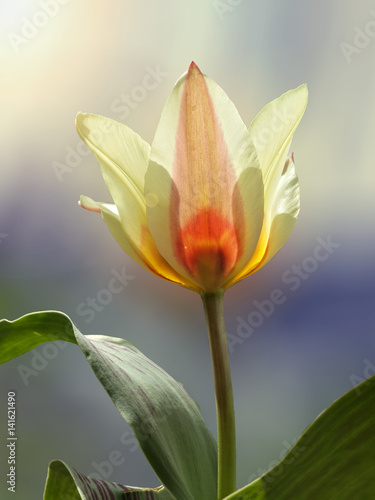 Beautiful spring yellow tulip © dianacrimea