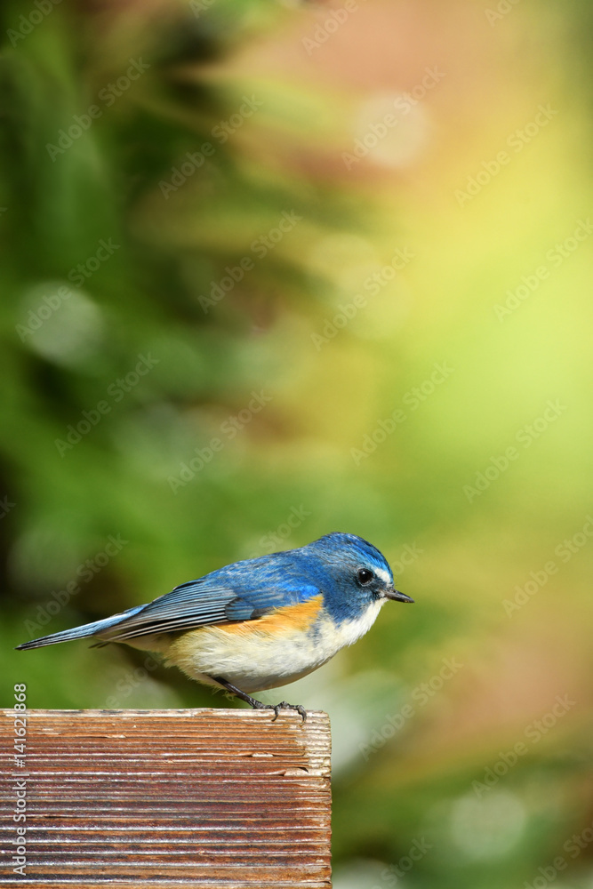 Obraz premium ルリビタキの雄