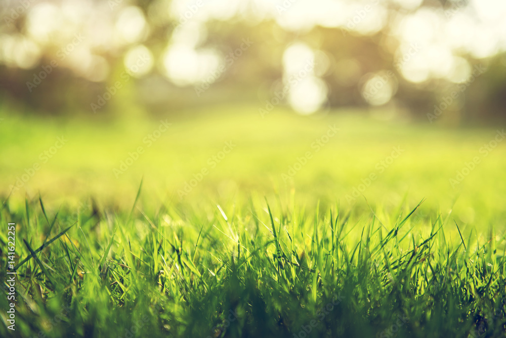 Spring and nature background concept, Close up green grass field with blurred park background and sunlight. - obrazy, fototapety, plakaty 