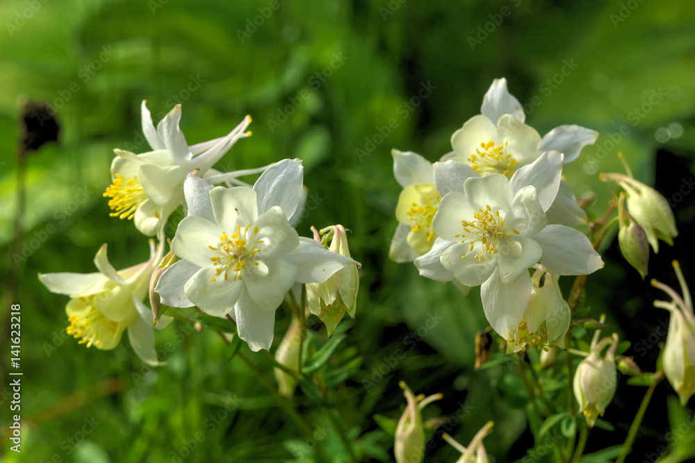 Garden flower. The flower of the aquilegia growing in the summer garden.