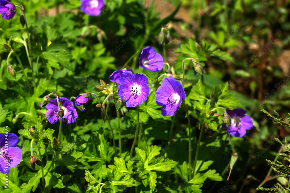 Wild flower. A geranium flower growing on a summer meadow.