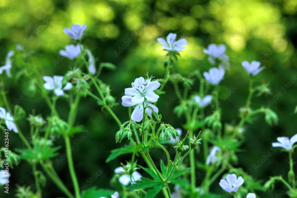 Wild flower. A geranium flower growing on a summer meadow.