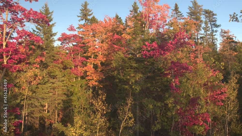 AERIAL, CLOSE UP: Rising above lush trees that burn in bonfire-reds and sunflame-gold in the autumn. Flying above the treetops covered with colorful fall foliage in beautiful forest in the wilderness AERIAL, CLOSE UP: Rising above lush trees that burn in bonfire-reds and sunflame-gold in the autumn. Flying above the treetops covered with colorful fall foliage in beautiful forest in the wilderness