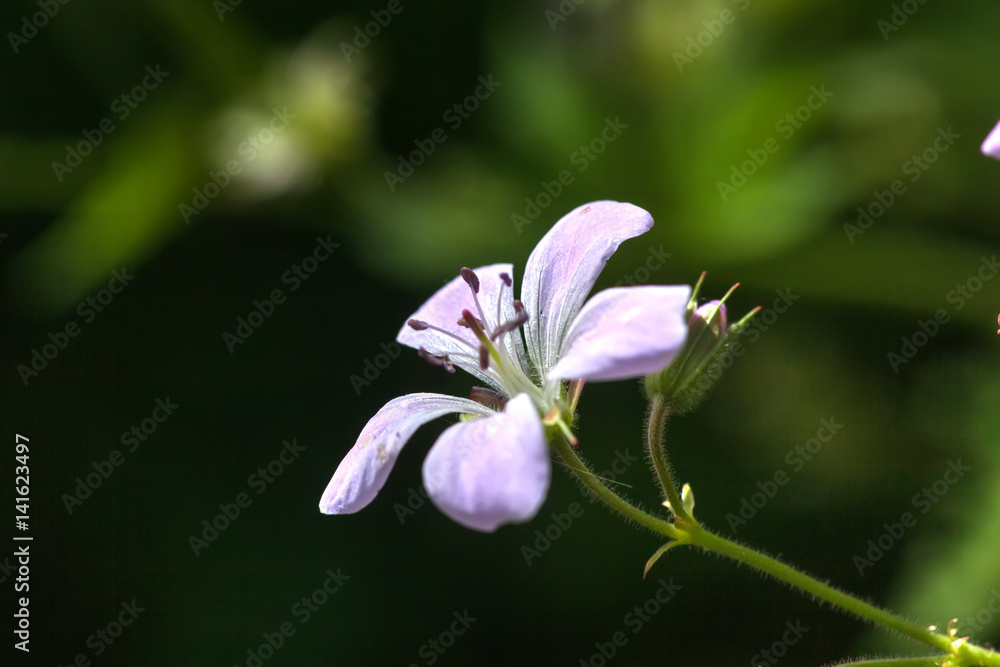 Wild flower. A geranium flower growing on a summer meadow. Wild flower. A geranium flower growing on a summer meadow.