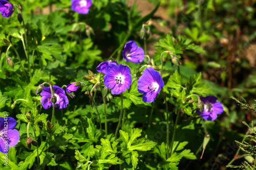 Obraz na płótnie Wild flower. A geranium flower growing on a summer meadow. w salonie