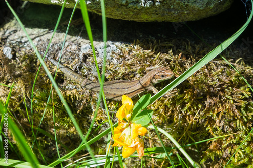 Tableau sur toile Basking common lizard.