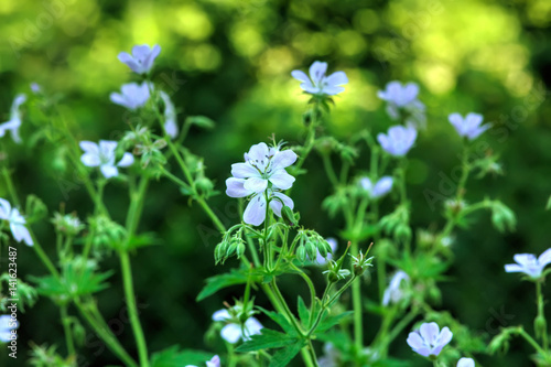 Wild flower. A geranium flower growing on a summer meadow. 