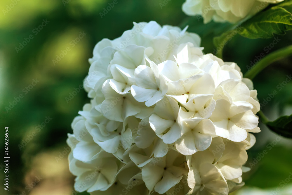 Blooming bush of a guelder-rose. Summer garden.