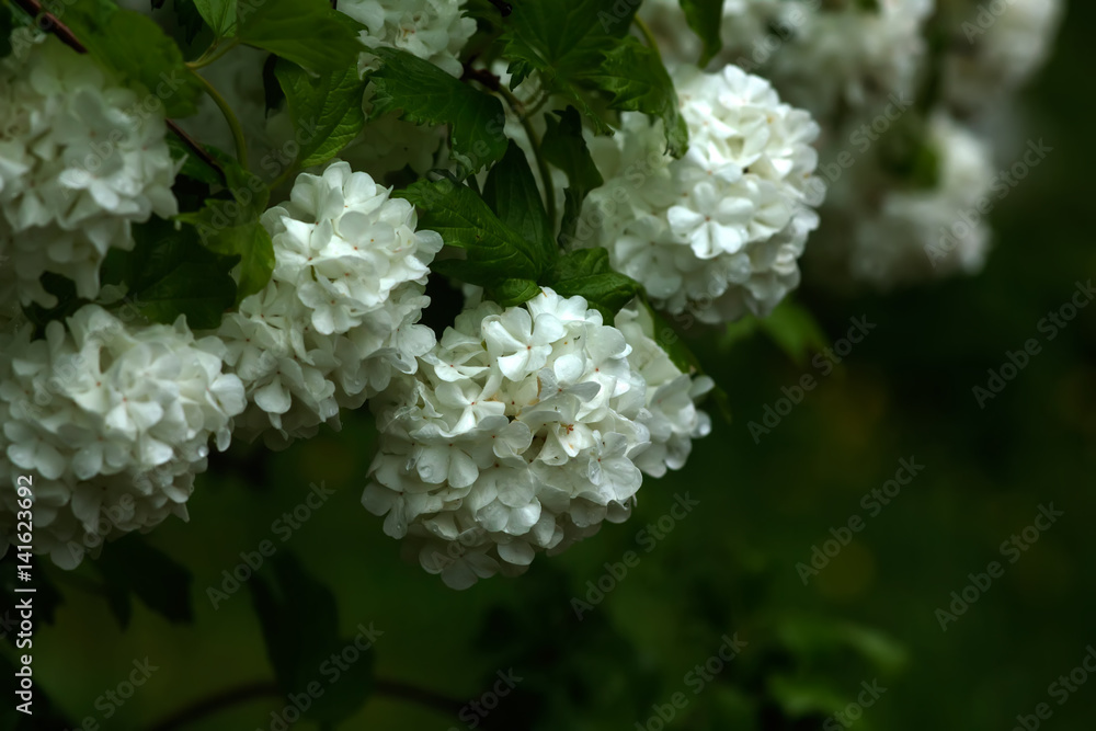 Blooming bush of a guelder-rose. Summer garden.