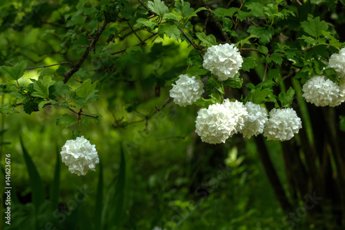 Blooming bush of a guelder-rose. Summer garden. 