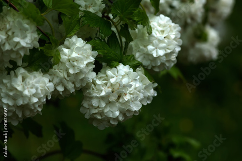 Obraz na płótnie Blooming bush of a guelder-rose. Summer garden. w salonie