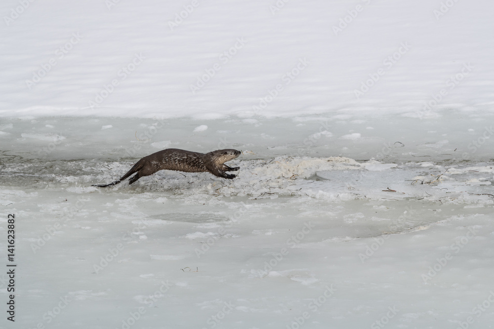Lontra. North American river otter. Lontra. North American river otter.