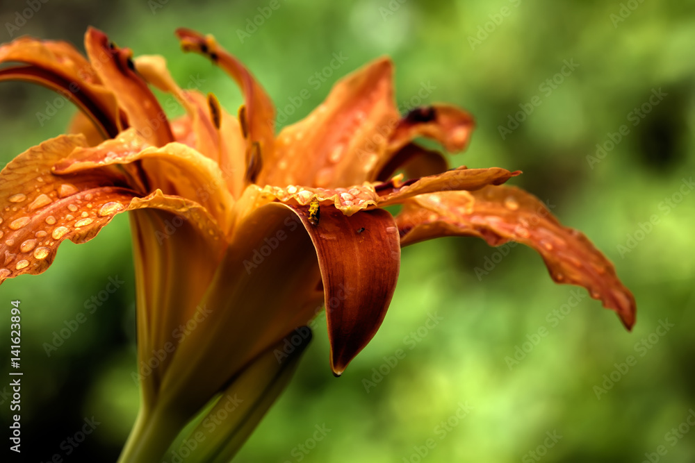Garden flower. The flower of the daylily growing in the summer garden.