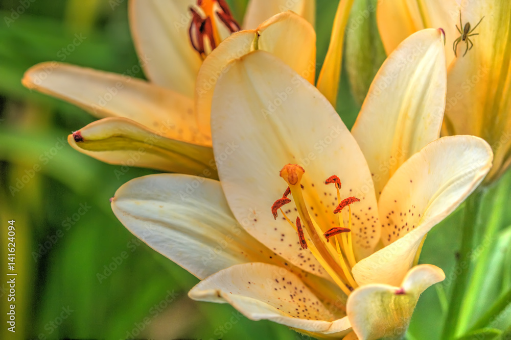 Garden flower. A flower of a decorative lily growing in a summer garden.