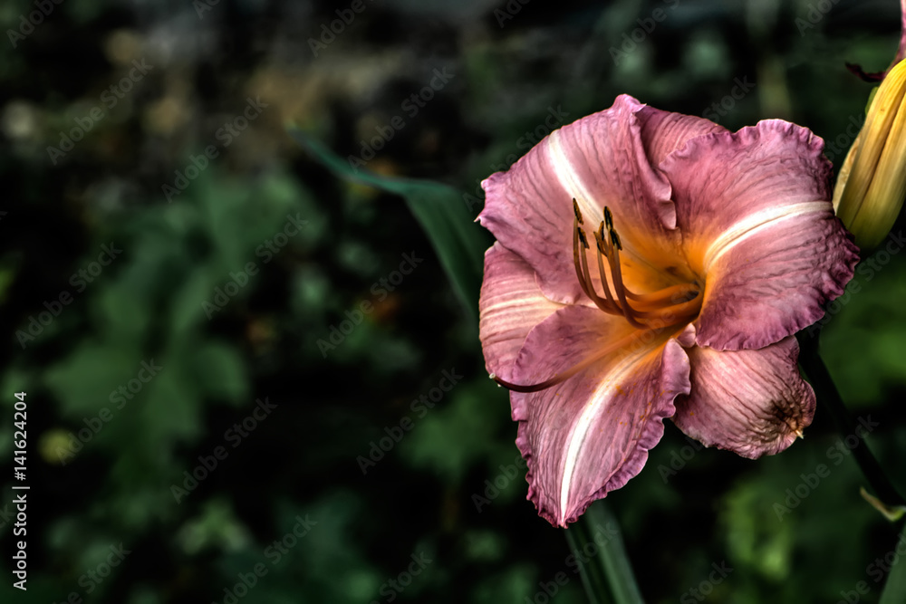 Garden flower. A flower of a decorative lily growing in a summer garden.