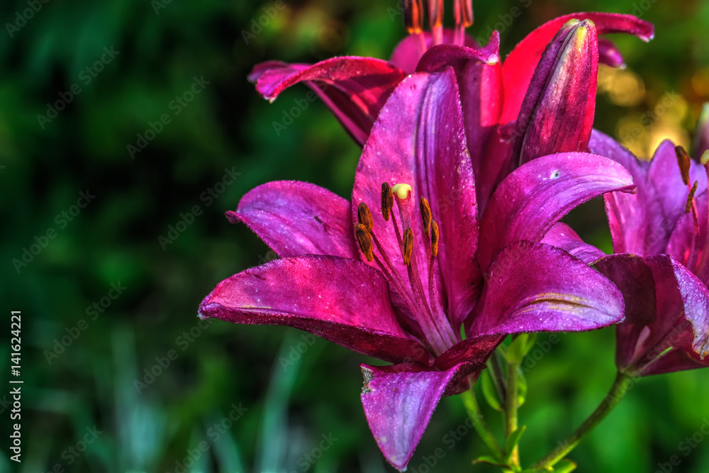 Garden flower. A flower of a decorative lily growing in a summer garden.