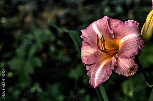 Obraz na płótnie Garden flower. A flower of a decorative lily growing in a summer garden. w salonie