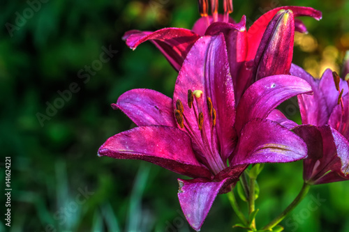 Obraz na płótnie Garden flower. A flower of a decorative lily growing in a summer garden. w salonie