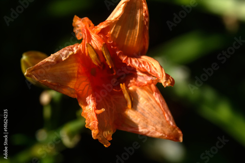 Garden flower. A flower of a decorative lily growing in a summer garden. 