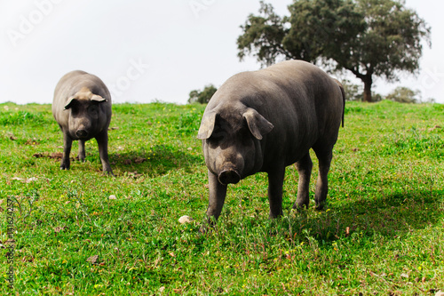 Two iberian pigs in a green meadow  looking at camera.