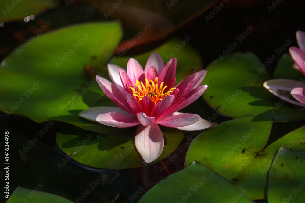Summer garden. Red water lily growing in the summer pond.