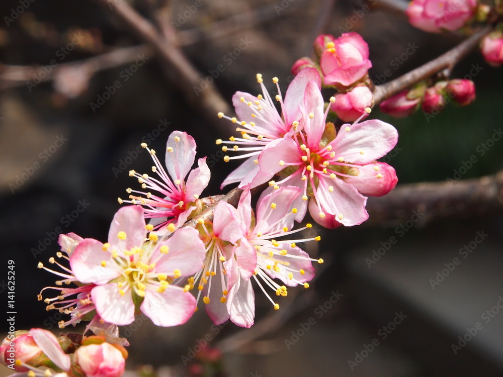 一重の庭桜 ヒトエノニワザクラ 一般的に見るニワザクラと違いピンクが濃く一重咲き とても小さい花で撮るのが難しい Stock Photo Adobe Stock