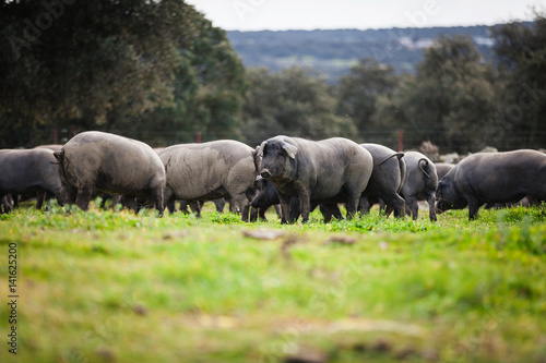 Iberian pig herd pasturing in a green meadow.