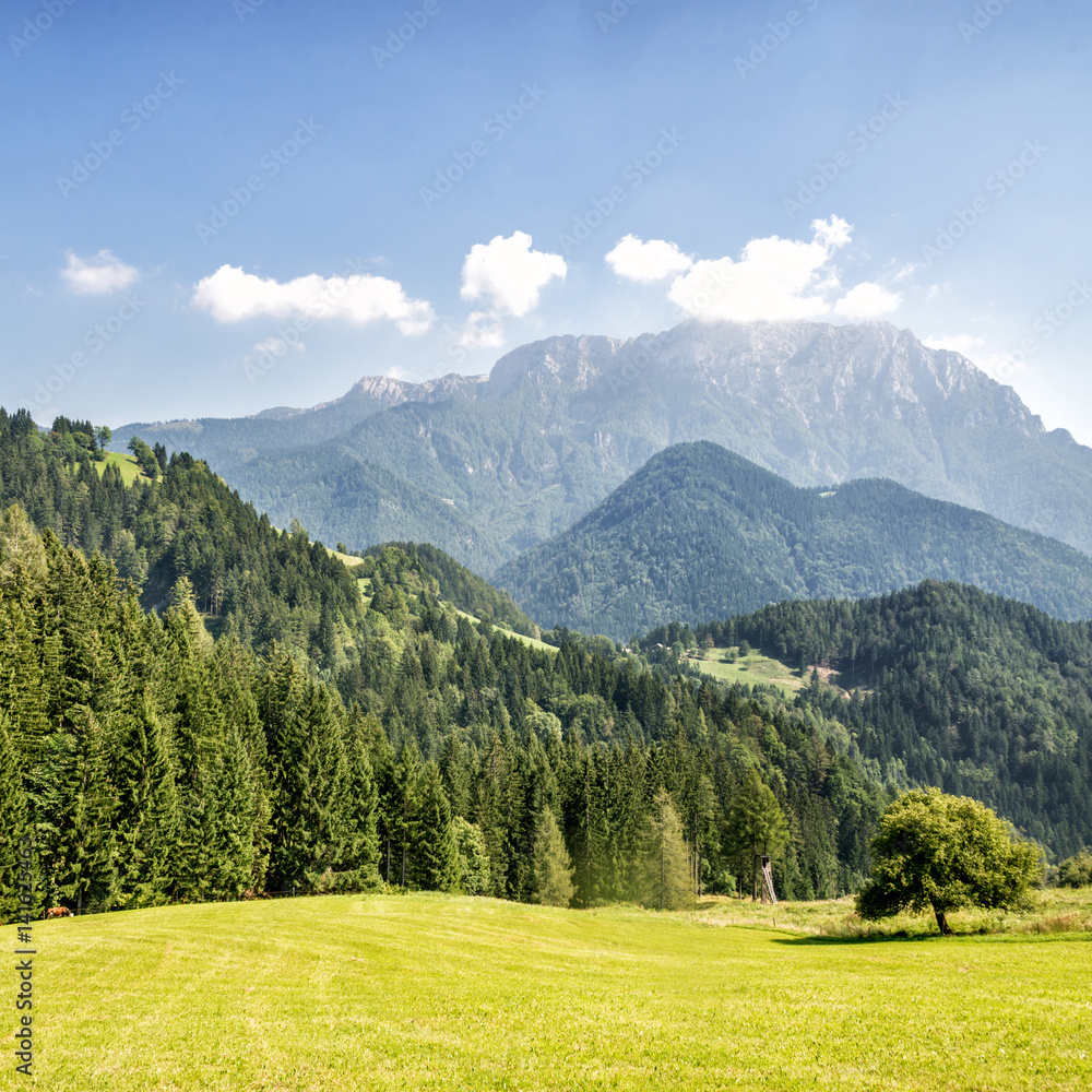 Mountain valley with green trees